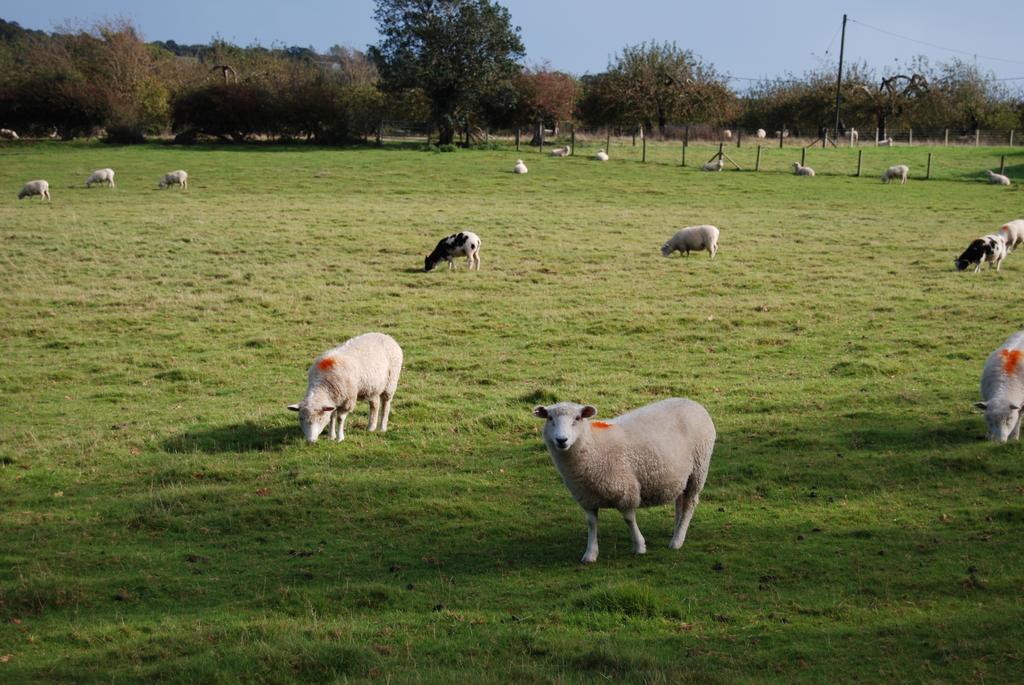 Hare & Hounds Bed & Breakfast Rye Esterno foto